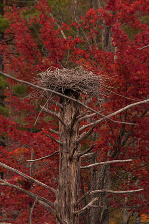 Great Blue Heron Nest, Monson Settlement, Milford