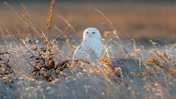 Snowy Owl in Grasses with Golden Light, Duxbury, Massachusetts.
