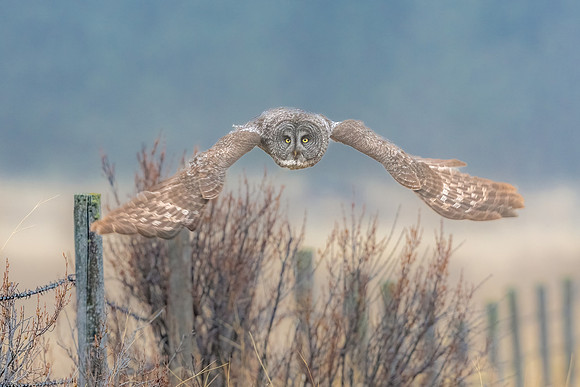Great Grey Owl Take Off.  Rural Alberta, Canada. May 2022.