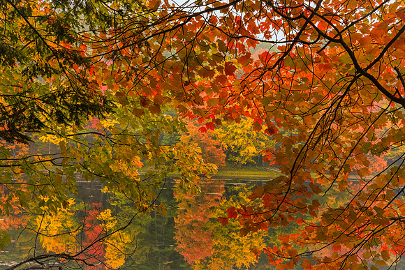 Fall Mosaic, 2016, Amherst, NH