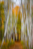 Amongst the Birches.  Intentional Camera Movement II.  Northern New Hampshire.