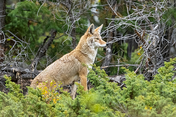 Coyote Poser.  RMNP, Colorado.  Fall 2022.