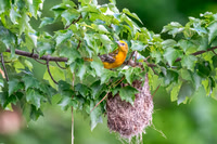 Female Baltimore Oriole and Nest.  Mystic Lakes, MA. 2024.