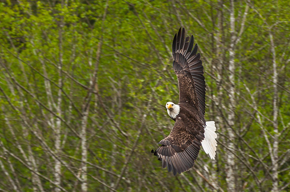 Sidewinder, Sitka, AK