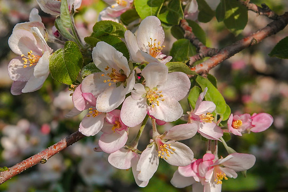 Apple Orchards, Hollis, NH