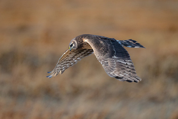Northern Harrier Hunting the Marshes. Coastal Massachusetts. January 2022.