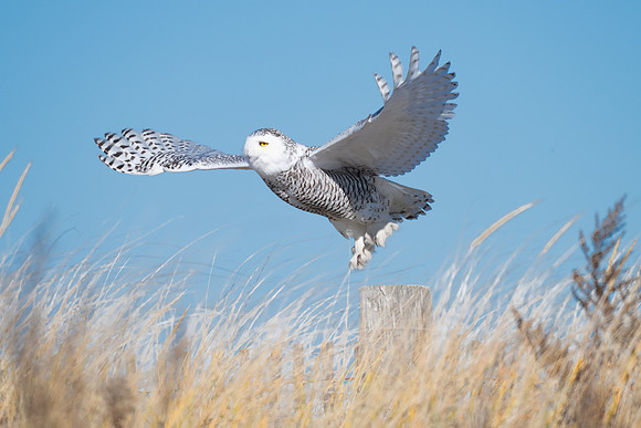 Snowy Owl Take Off Post, Duxbury, Massachusetts.