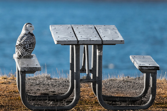 Take a Seat.  Snowy Owl and Picnic Table.  NH State Parks.  January 2022.