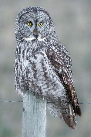 Great Grey Owl Portrait II.  Rural Alberta, Canada. May 2022.