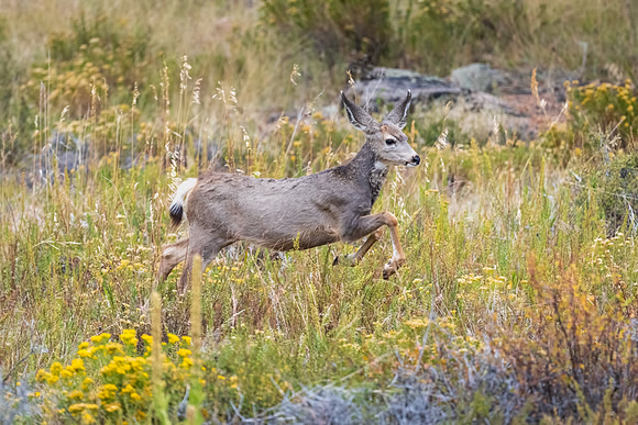 Young Mule Deer Running.  RMNP, Colorado. Fall 2022.