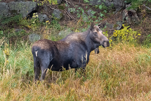 Female Moose.  Hallett Peak Panorama. RMNP, Colorado.  Fall 2022.
