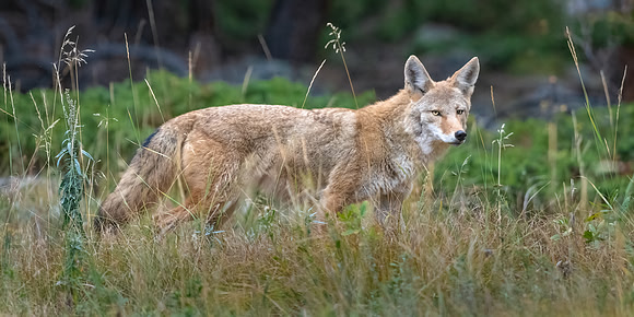 Coyote in the Grasses.  Hallett Peak Panorama. RMNP, Colorado.  Fall 2022.