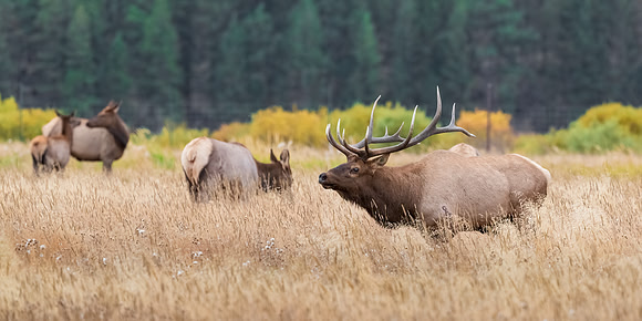Roosevelt Elk Rut Season. Hallett Peak Panorama. RMNP, Colorado.  Fall 2022.