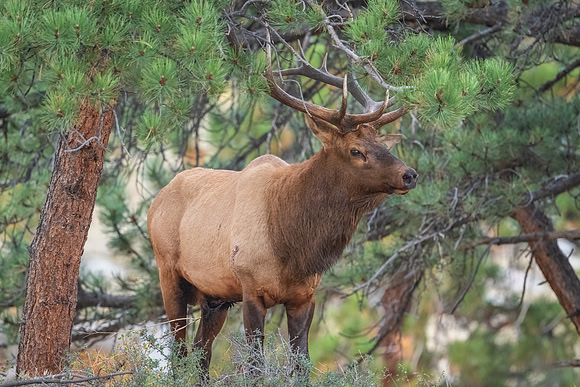 Bull Moose. Hallett Peak Panorama. RMNP, Colorado.  Fall 2022.