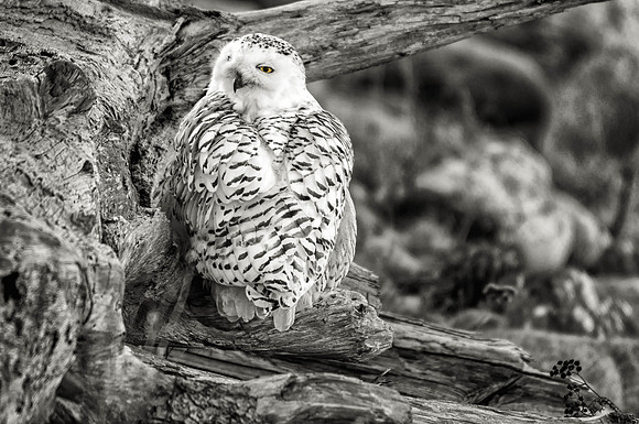 Snowy Owl, Rye Beach, NH 2015