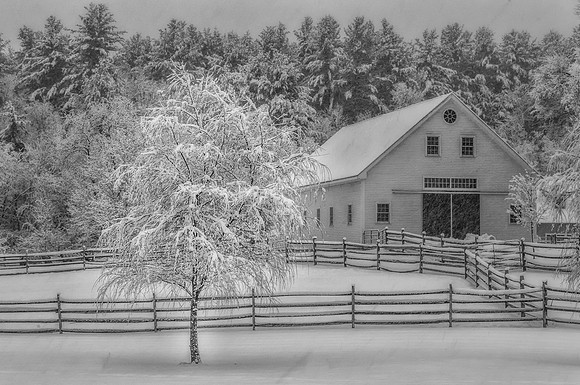 Horse Farm in Black and White, Amherst, New Hampshire