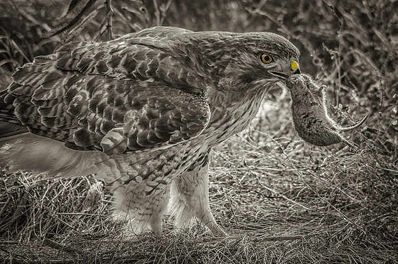 Red Tail Hawk Catches Second Meal (B&W), Plum Island, MA