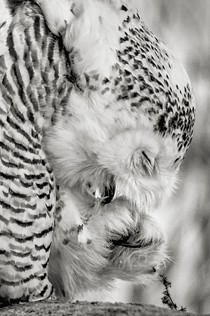 Pedicure Close Up in B & W, Ryeann, Rye Beach, NH