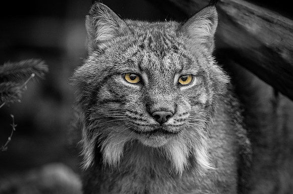 Portrait of an Alaskan Lynx, Alaska Wildlife Conservation Center, Portage, Alaska