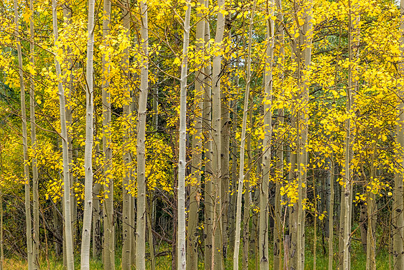 Aspen Stand.  Fall in the Rockies, Colorado, 2022.
