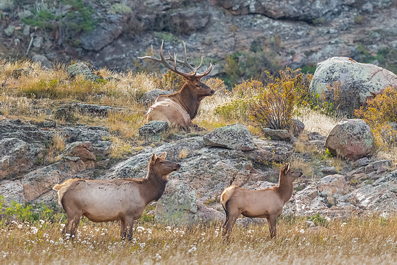 Bull Elk Relaxing with Ladies.  RMNP, Colorado. Fall 2022.