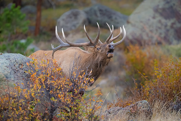 Male Elk Buggling, Rocky Mountain National Park, CO. Fall 2022.