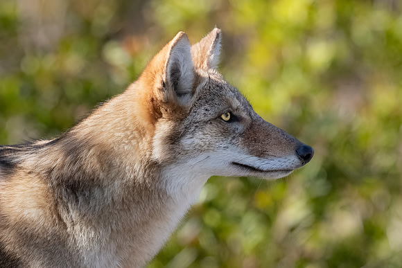 Juvenile Female Coyote, Parker River Wildlife Refuge, MA.  Fall 2022.