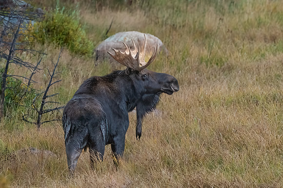 Bull Moose in Meadow, Rocky Mountain National Park, CO. Fall 2022.
