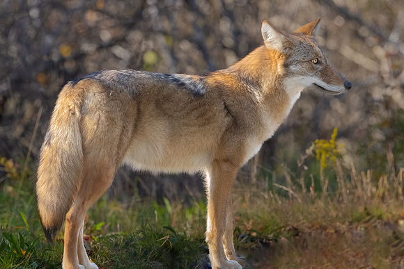 Juvenile Female Coyote Hunting, Parker River Wildlife Refuge, MA.  Fall 2022.