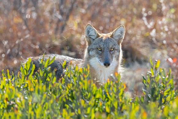 Peek-A-Boo. Juvenile Female Coyote, Parker River Wildlife Refuge, MA.  Fall 2022.
