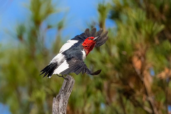 Red Headed Woodpecker Take Off.  Eastern Massachusetts, USA.  October 2022.