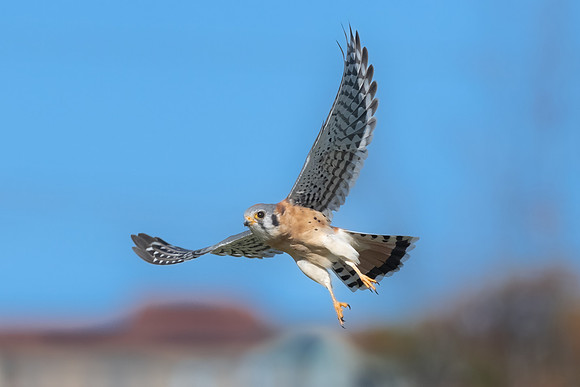 Male American Kestral Flying, Eastern Massachusetts.  Fall 2022.
