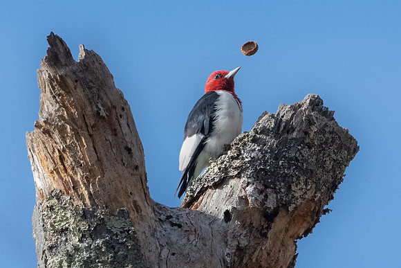 Flipping Acorns. Red Headed Woodpecker.  Eastern Massachusetts, USA.  October 2022.
