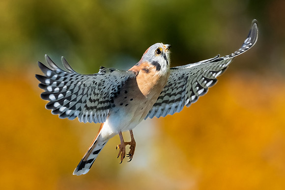 Take Off. Male American Kestral, Eastern Massachusetts.  Fall 2022.