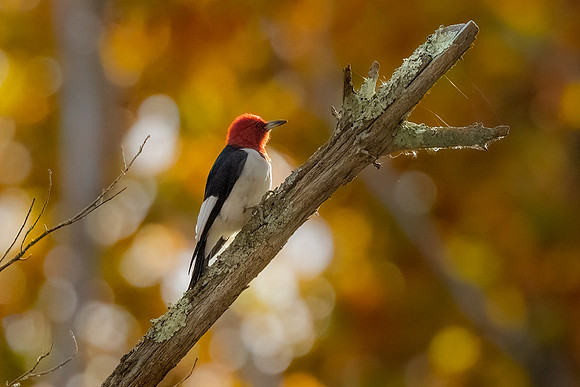 Backlit in Fall. Red Headed Woodpecker.  Eastern Massachusetts, USA.  October 2022.