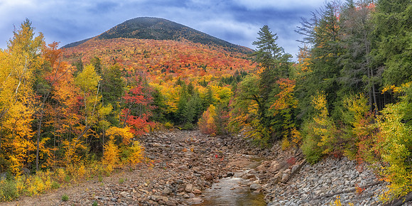 Fall Glory, Ammonoosuc River, White Mountains, New Hampshire.  Fall 2022.
