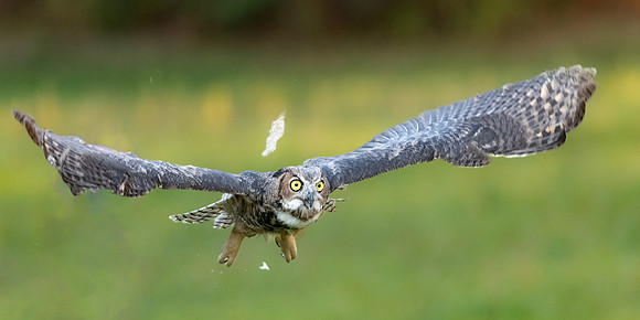 Great Horned Take Off.  Epping, NH. October 2022.