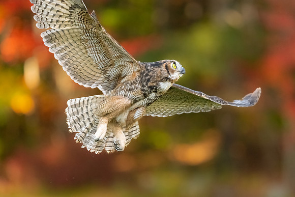 Great Horned Owl in Fall Colors.  Epping, NH. October 2022.
