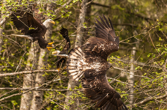 This is My Territory, Bald Eagles, Sitka, Alaska