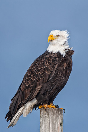 On the Log, Bald Eagle, Homer Spit, Alaska