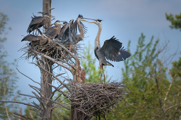 Feeding Frenzy, Great Blue Heron Babies, Monson Center, Milford, NH
