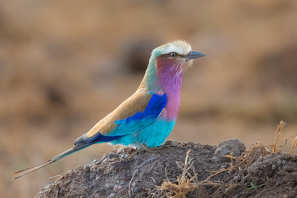 Lilac Breasted Roller.  Amboseli National Park, Kenya.