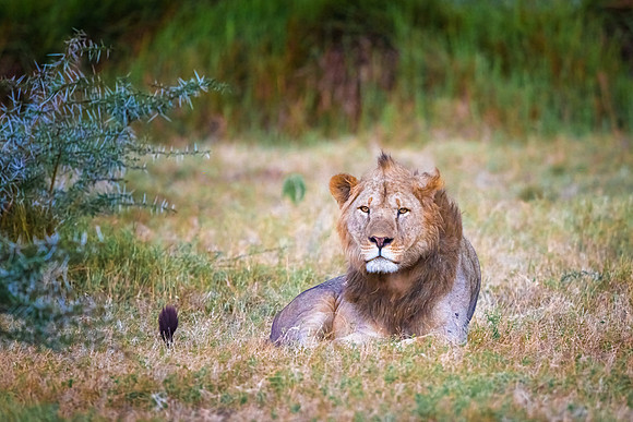 Lion in the Savannah. Amboseli National Park, Kenya.