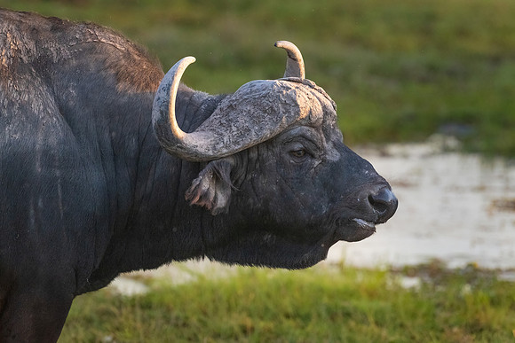 Cape Buffalo Portrait. Amboseli National Park, Kenya.