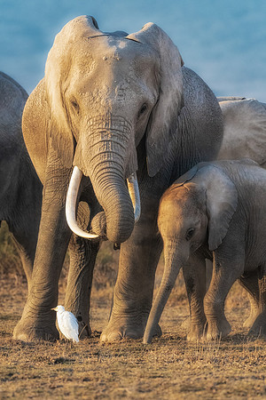 Mother and Child Moment.  Elephants, Amboseli National Park, Kenya.