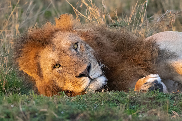 Relaxing Eye to Eye.  King of the Jungle, Amboseli National Park, Kenya.