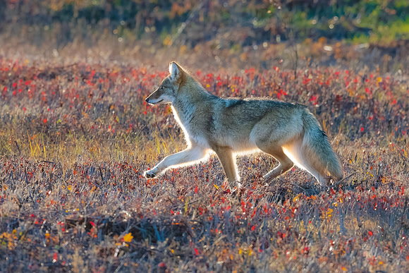 Juvenile Female Coyote, Parker River Wildlife Refuge, MA.  December 2022.