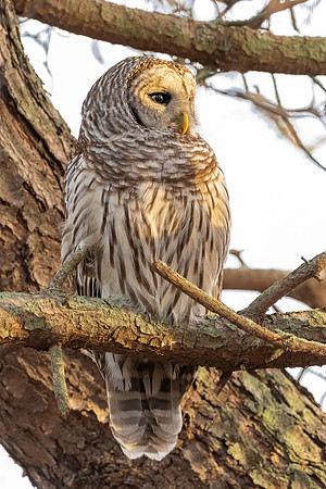 Barred Owl in Golden Light.  Bensons Park, Hudson, NH.