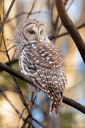 barred owl Perched.  County Road, Amhesrt, NH.
