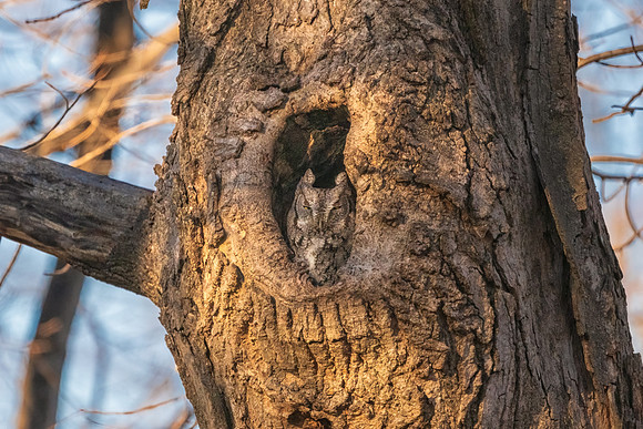 Grey Morph Screech Owl in Nesting Hole.  Newburyport,  Massachusetts.